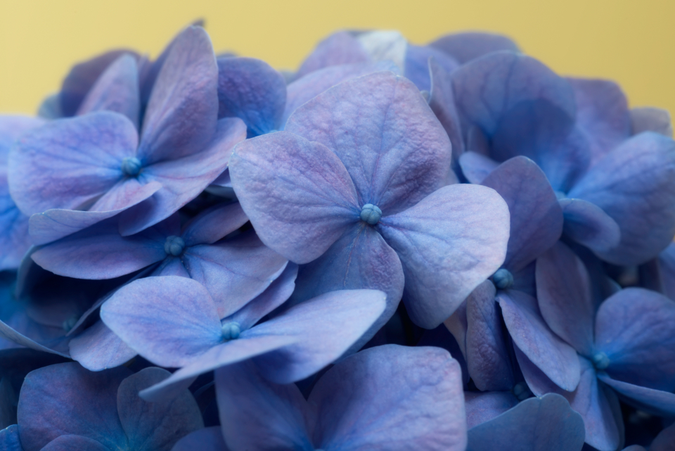 Blue Flowers