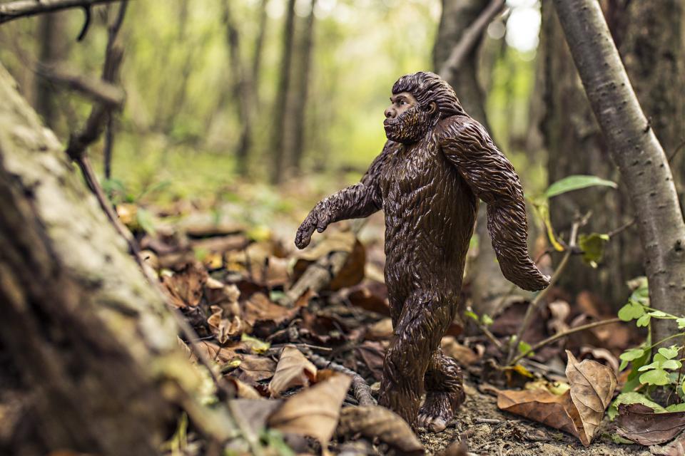 Gorilla Animal