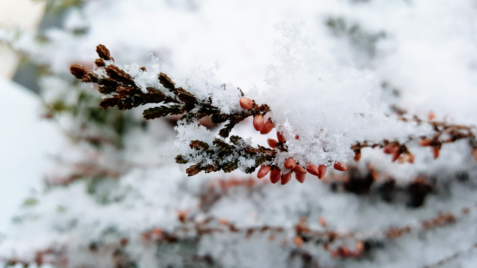 Snow Branches