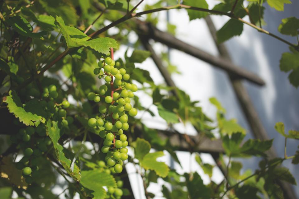 Plants Nature
