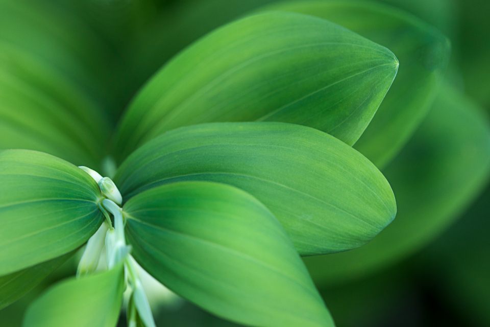 Plant Leaves