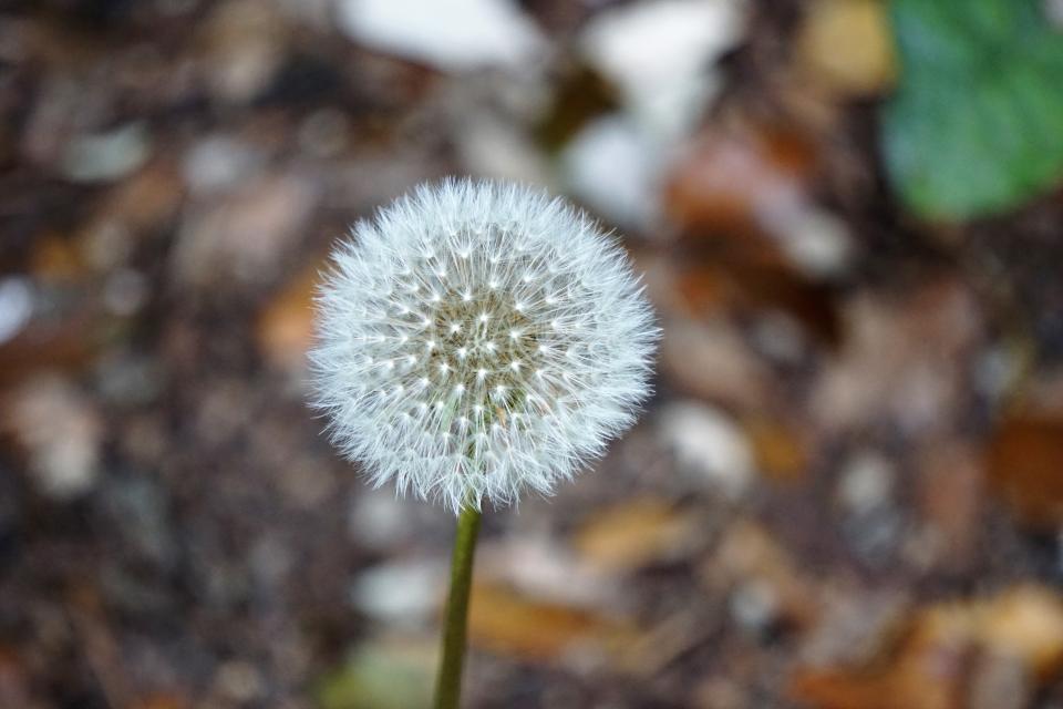 Plants Flower