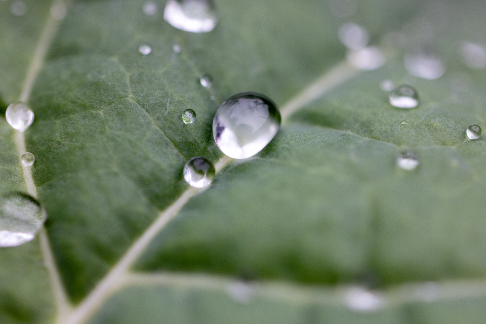 Rain Drops