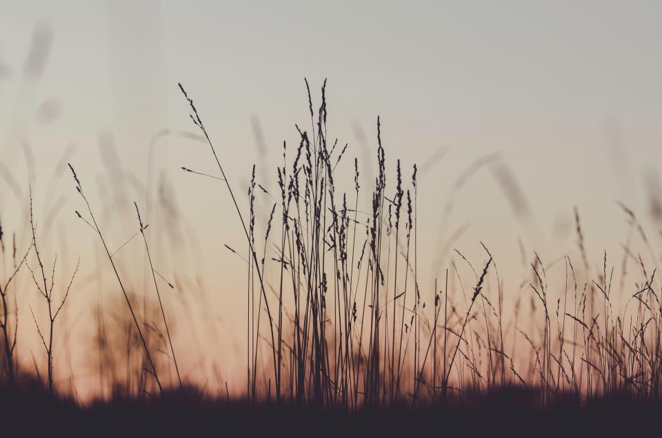 Plants Field