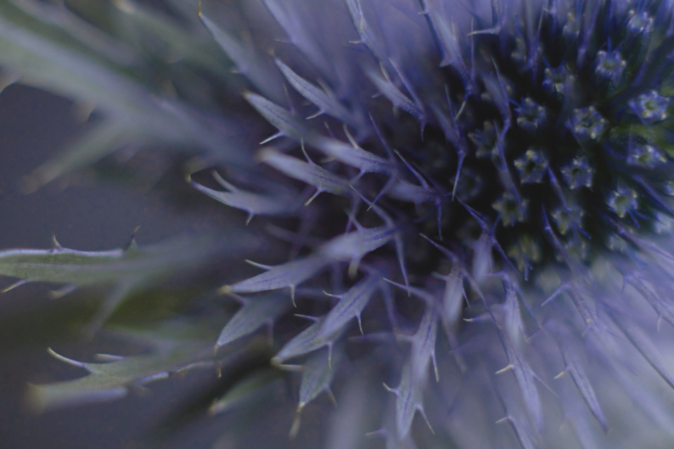 Thistle Flower