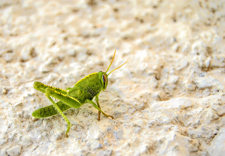 Nature Animal