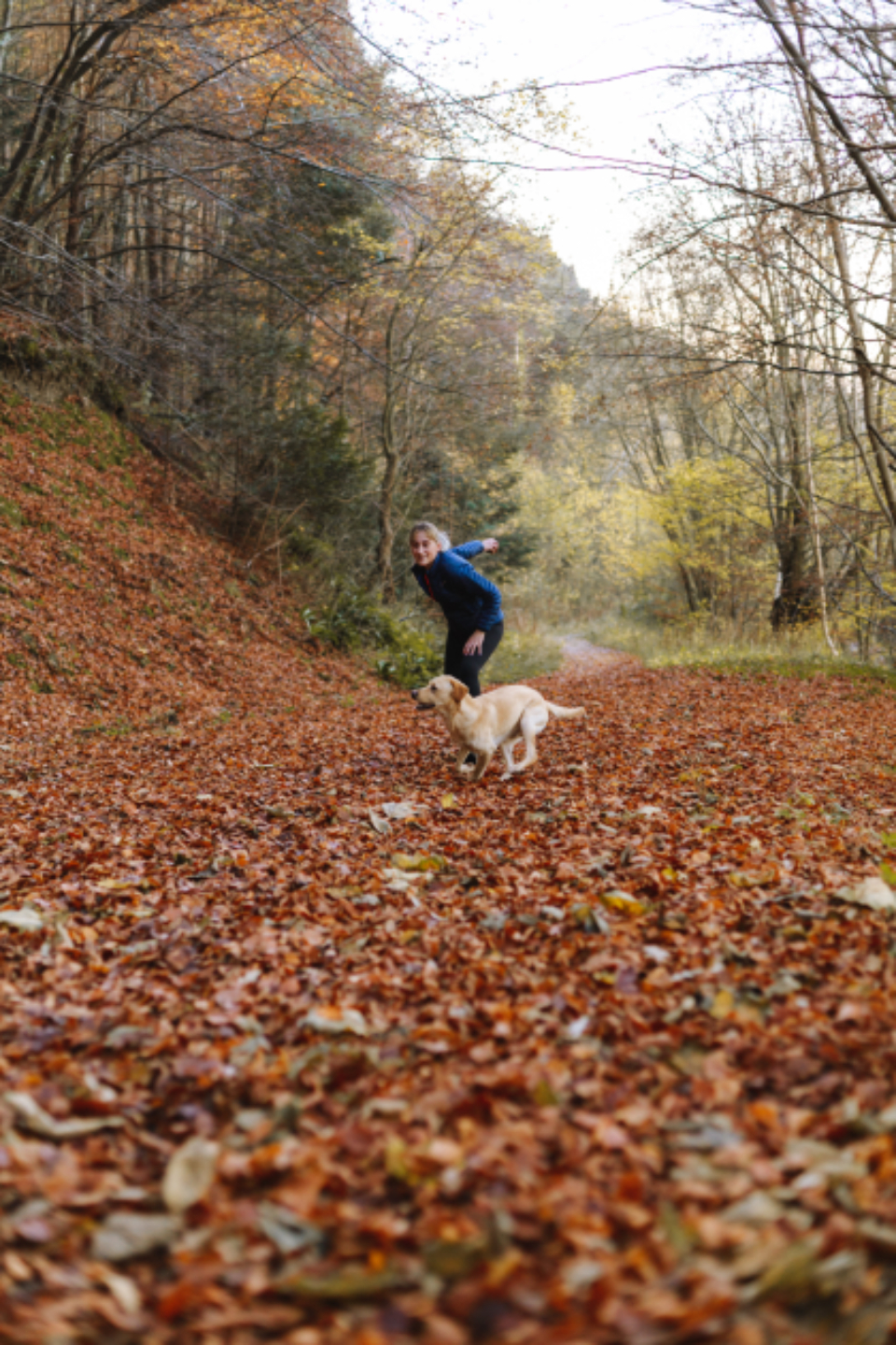 Dog Walk