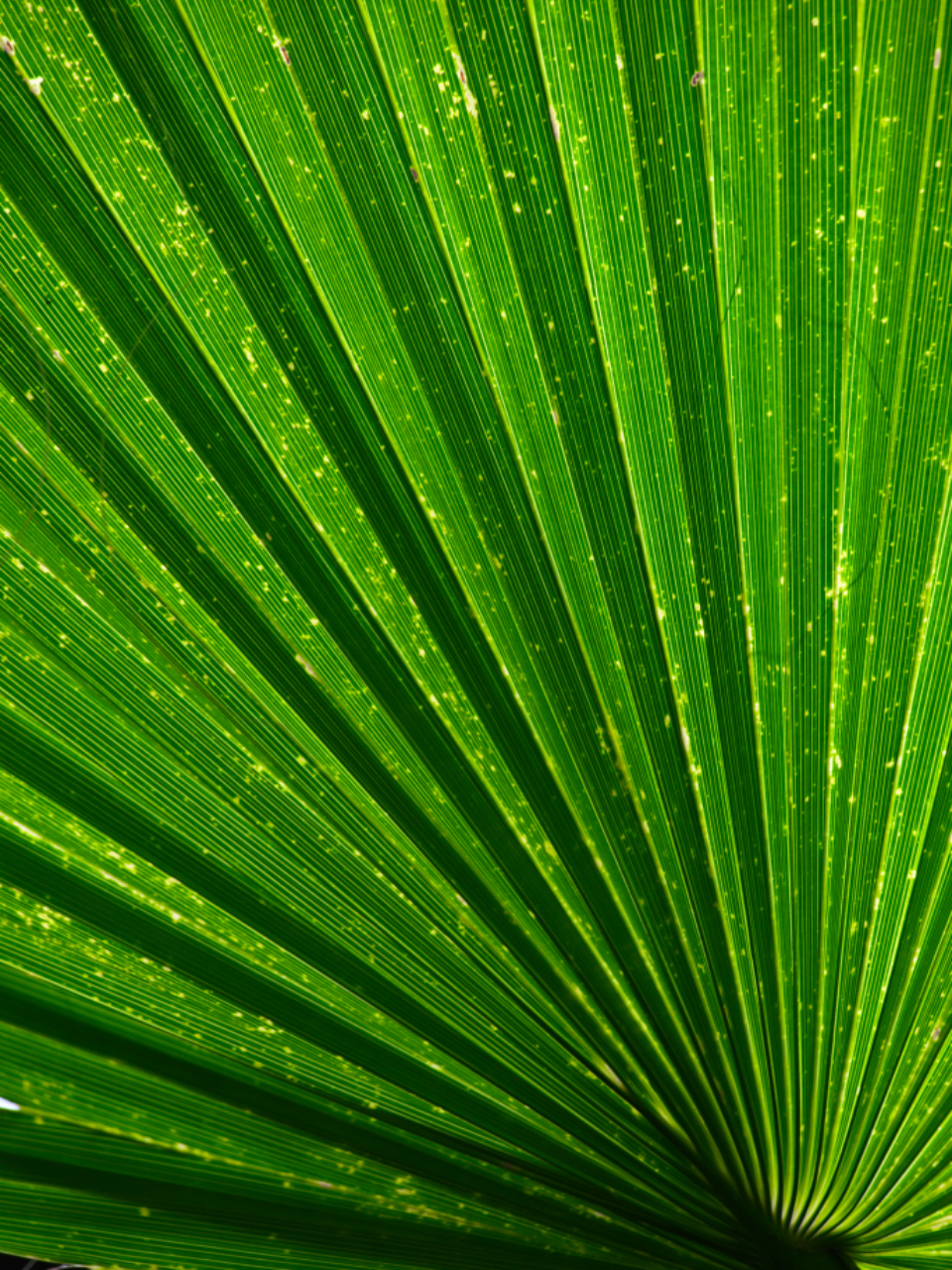 Green Leaf