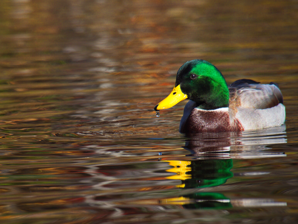 Duck Water