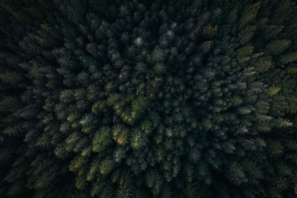 Green Leaf