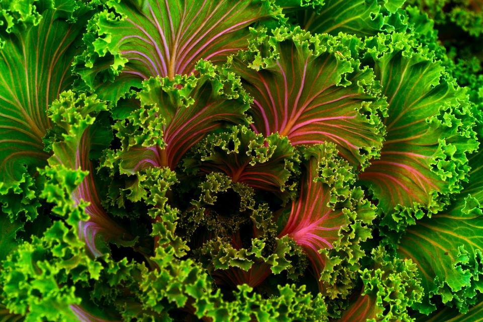 Green Kale