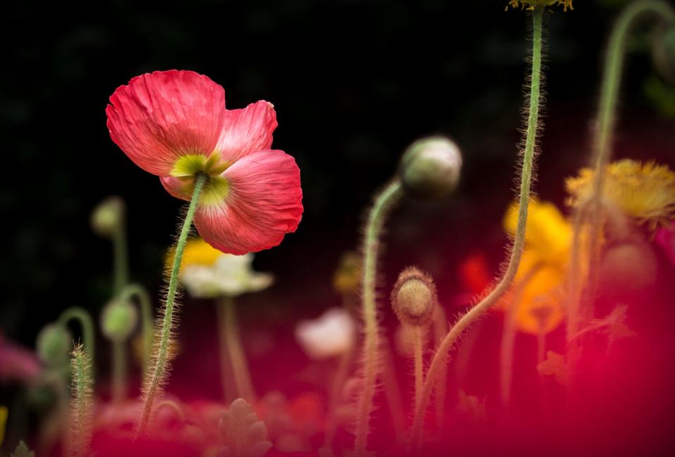 Colorful Flower
