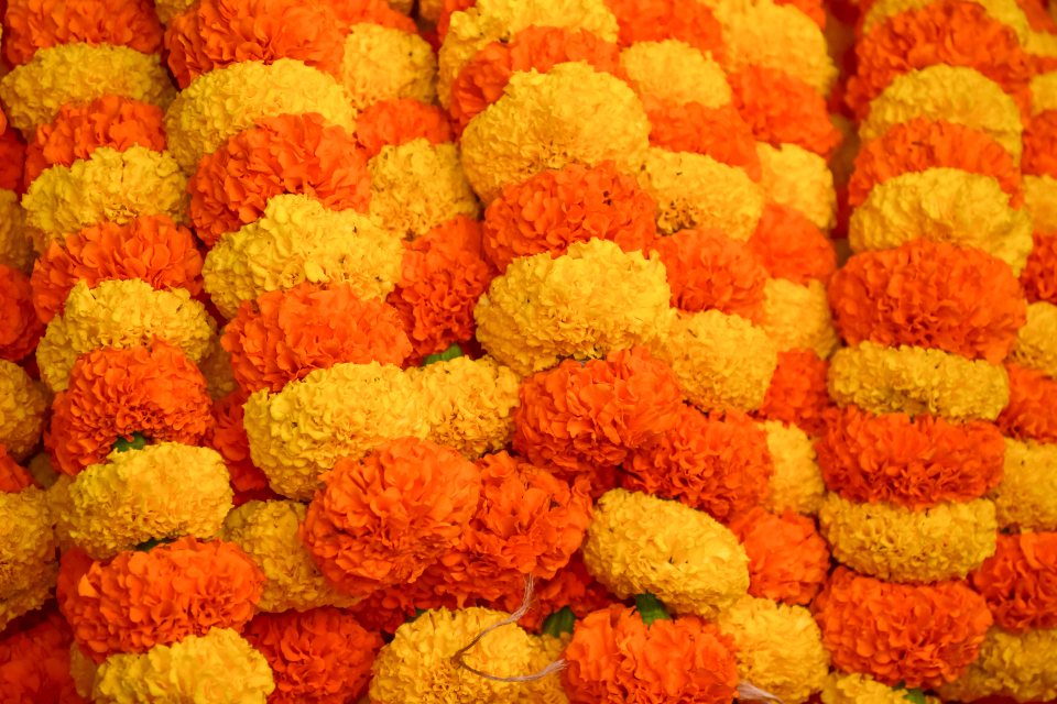 Marigold Flowers