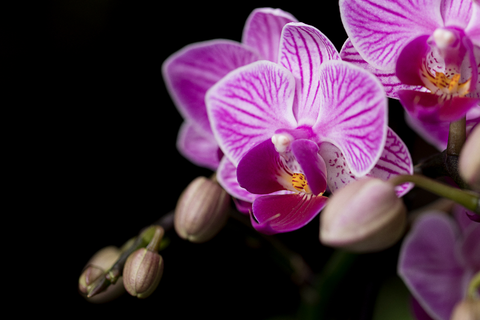 Flower Blossom