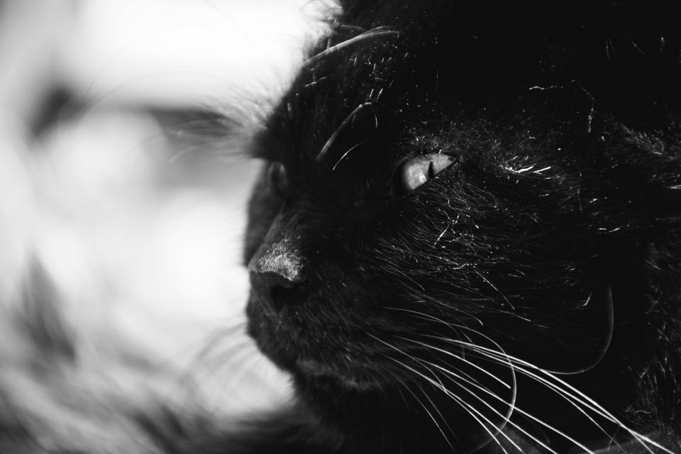 Animals Feline