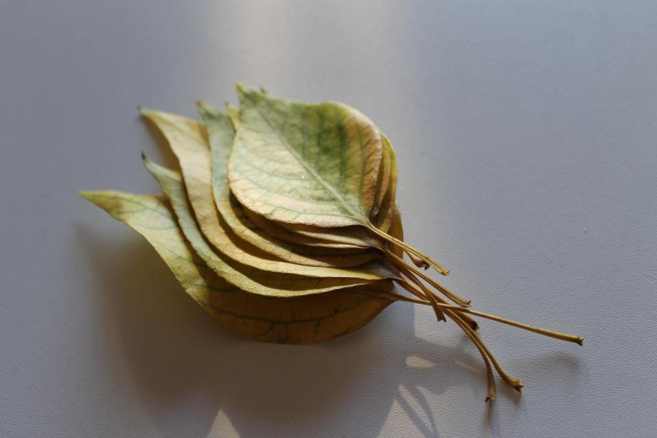 Leaf Plant