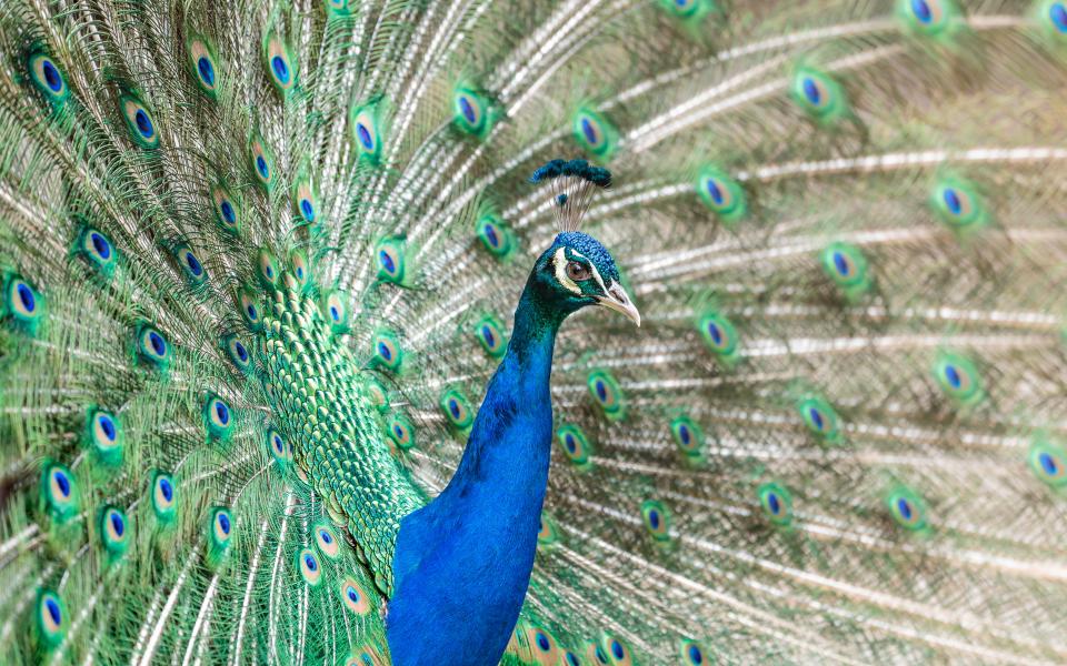 Bird Peacock