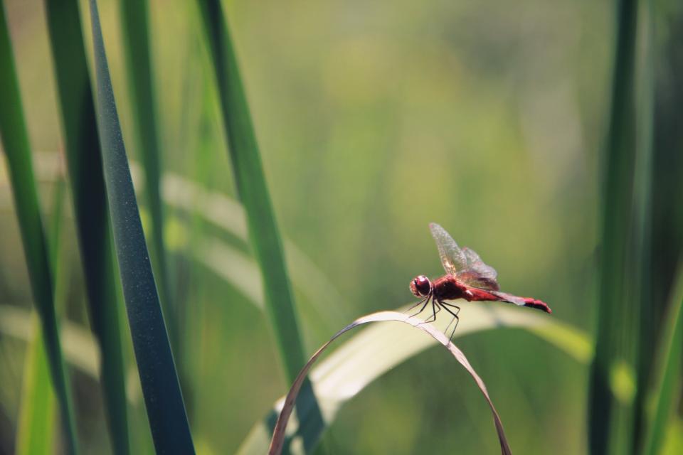 Insect Green