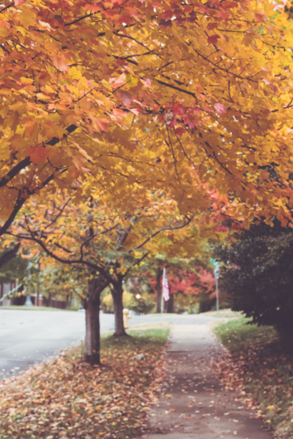 Autumn Trees