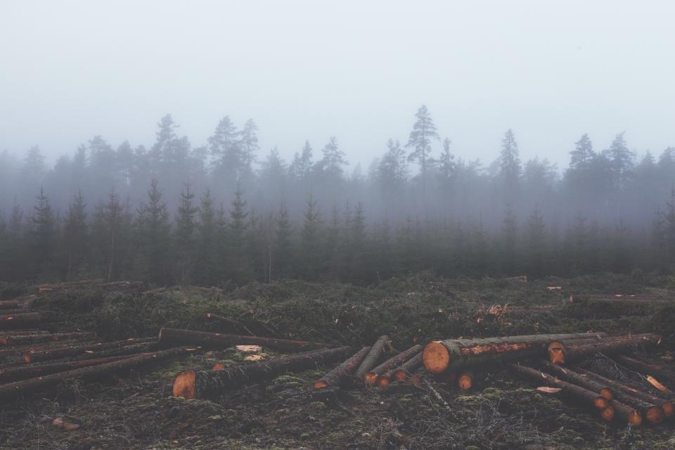 Fog Haze