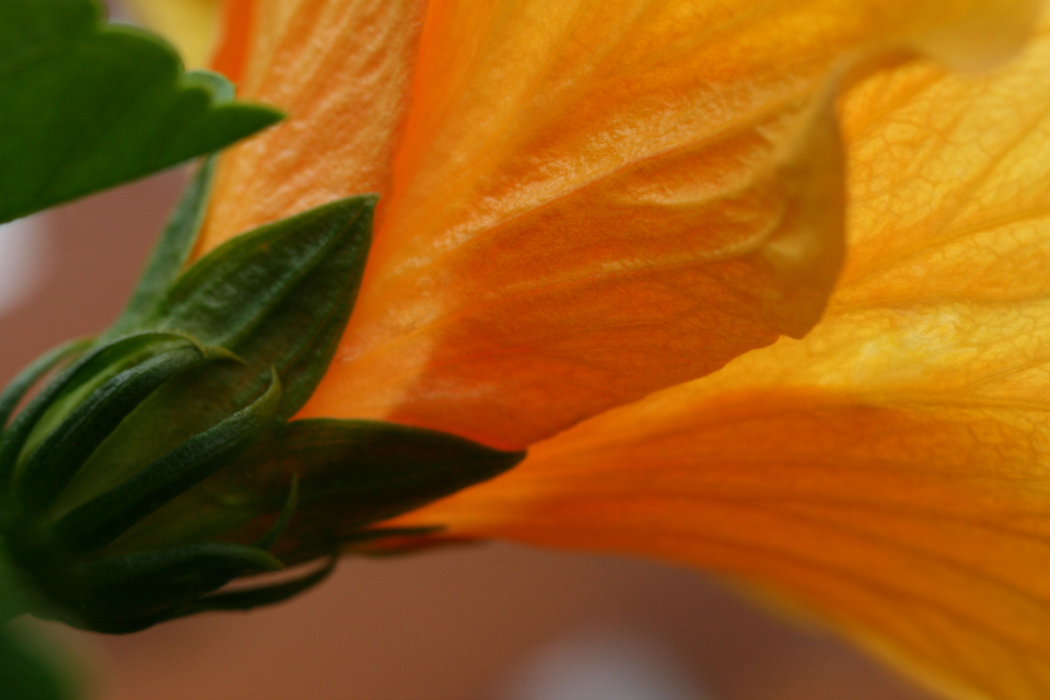 Flower Macro