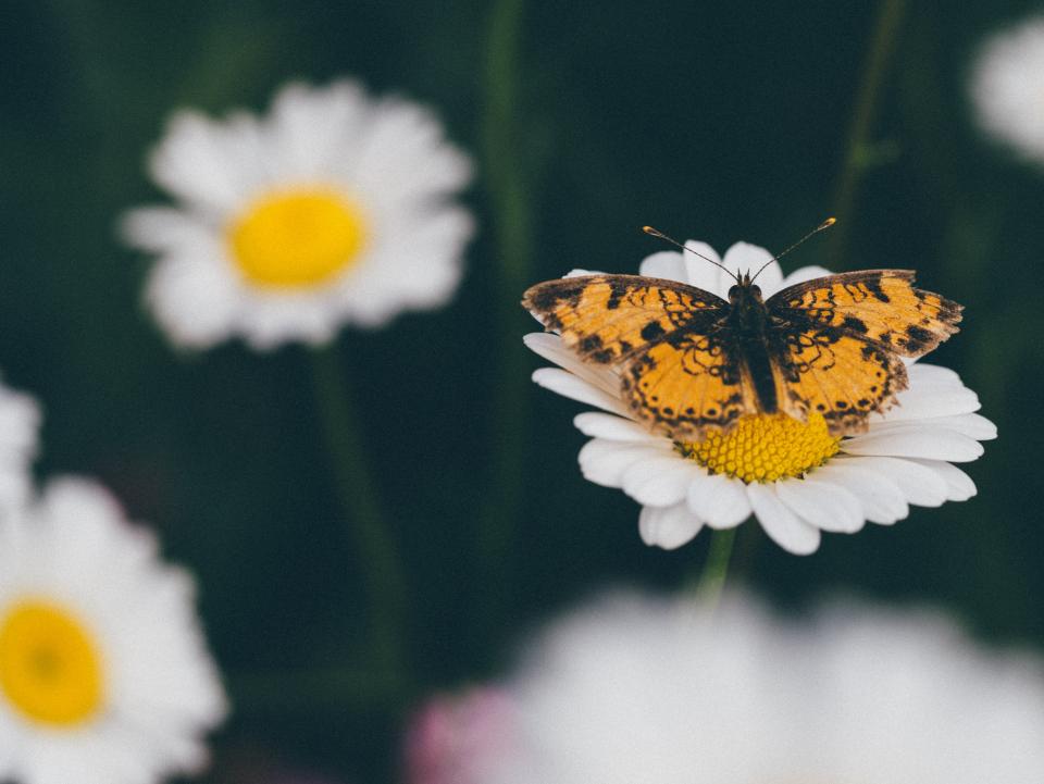 Daisy Daisies