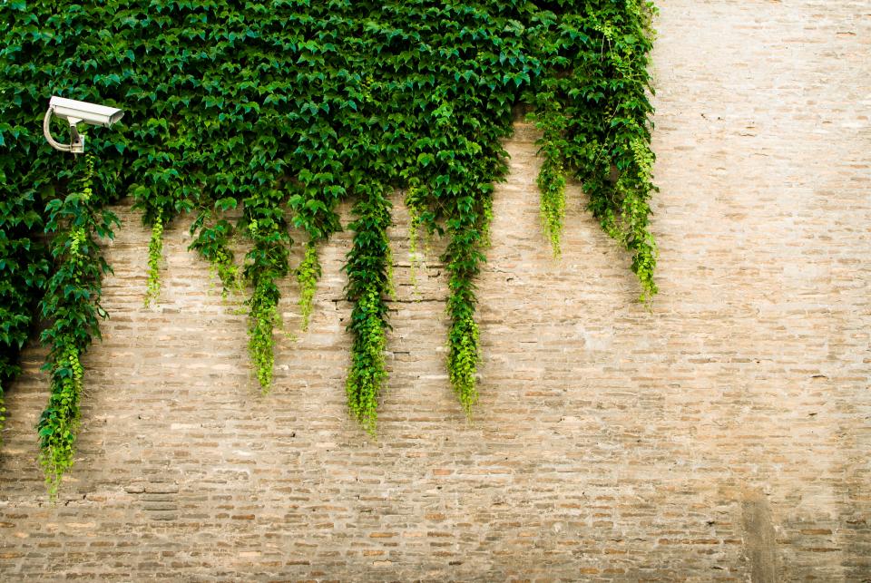 Camera Vines