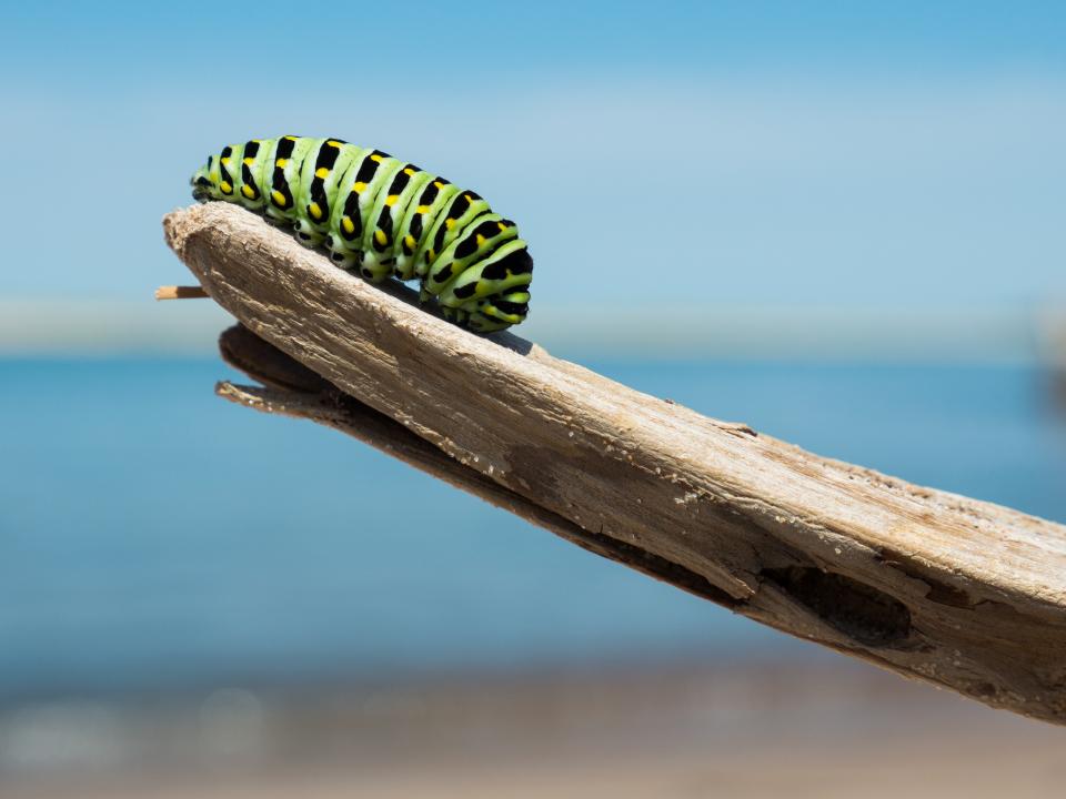 Caterpillar Insect