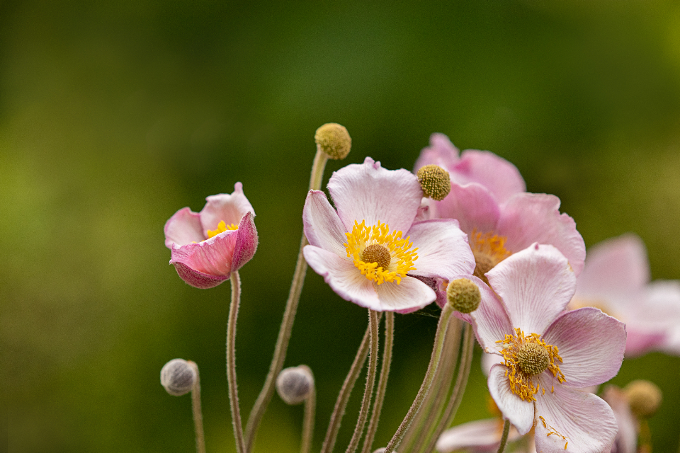 Pink Garden