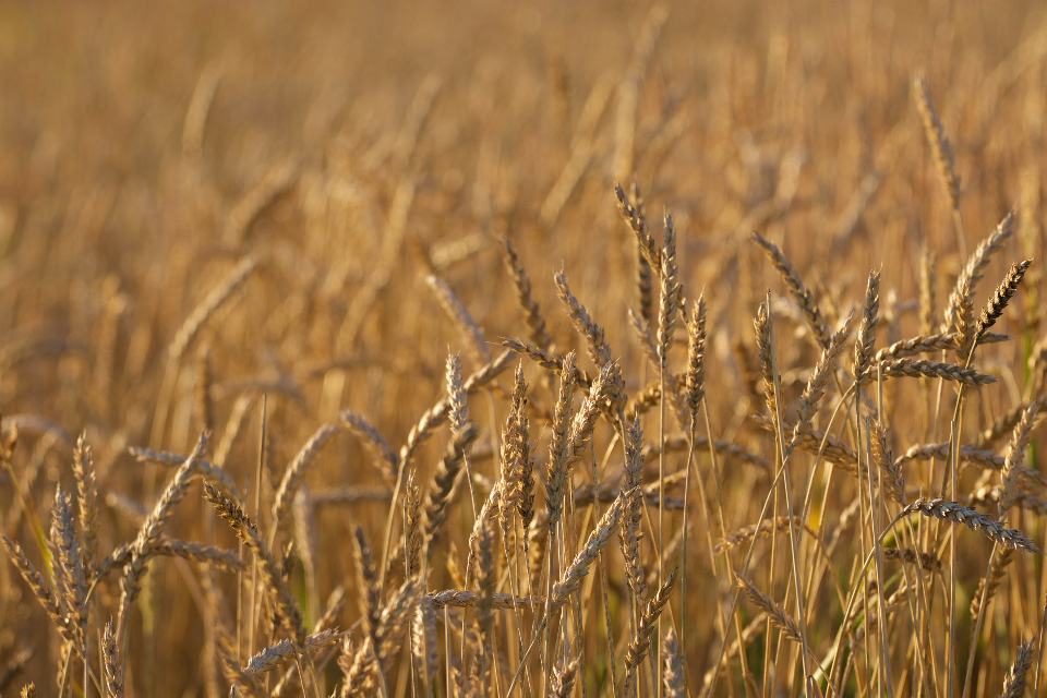 Wheat Background