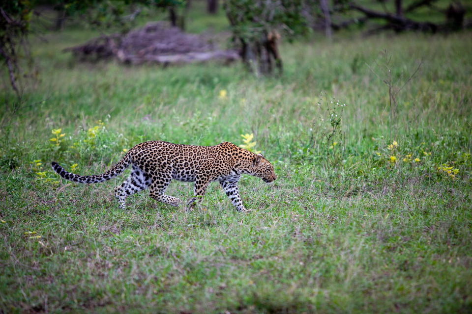 Leopard Nature