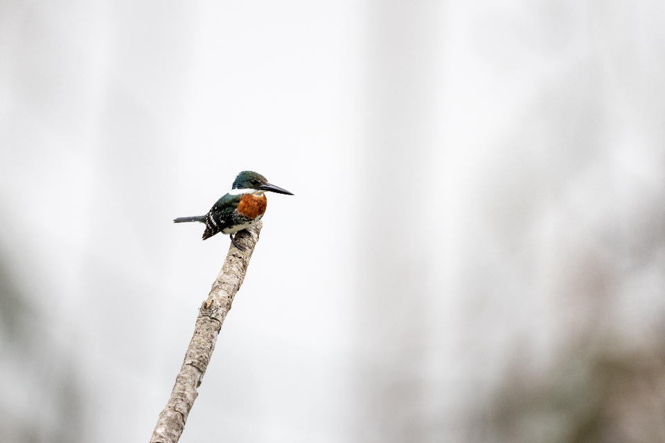 Bird Perched