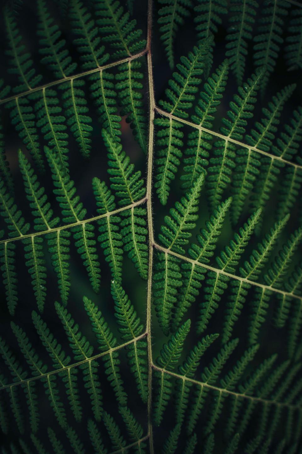 Leaves Nature