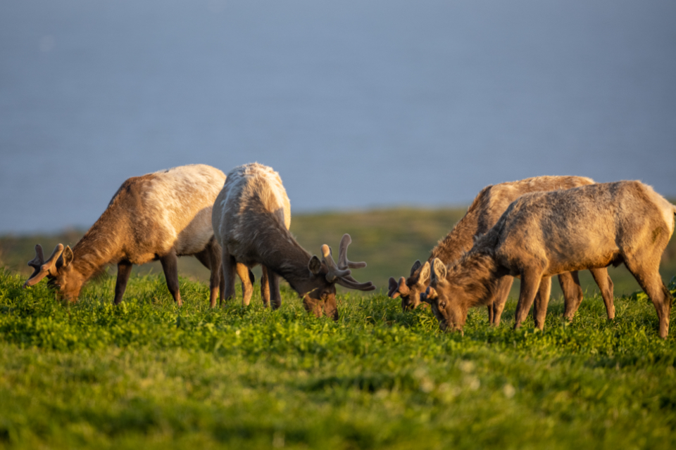 Animal Elk