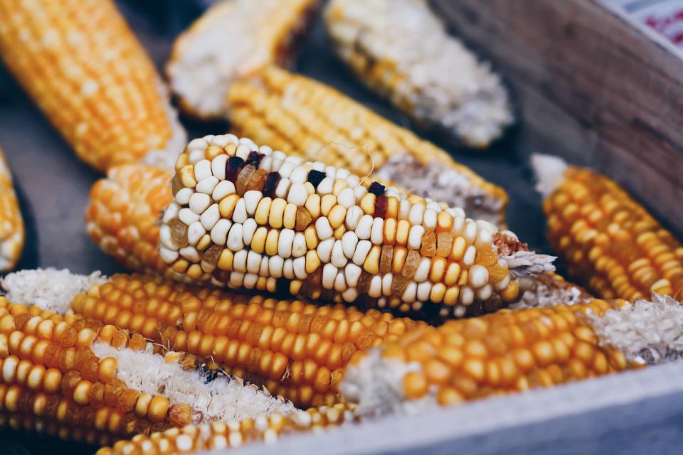 Corn Crop