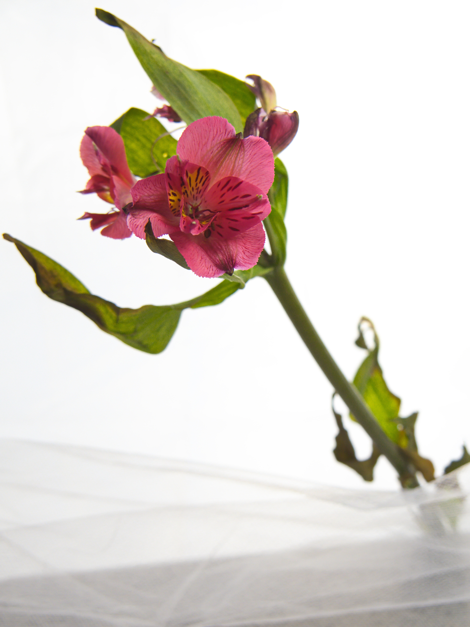 Isolated Flower