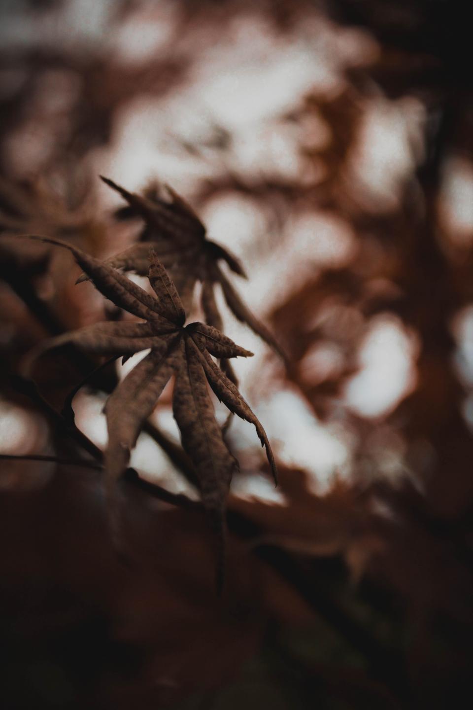 Leaf Plant
