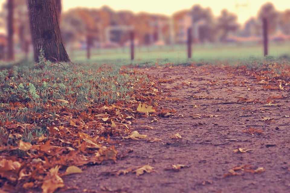 Trees Fall