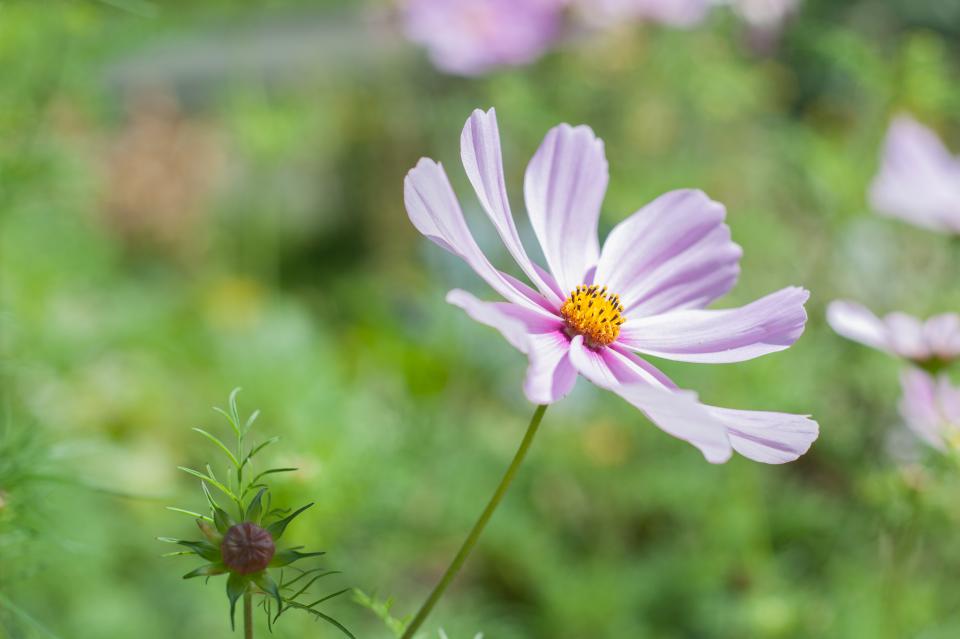 Flower Pink