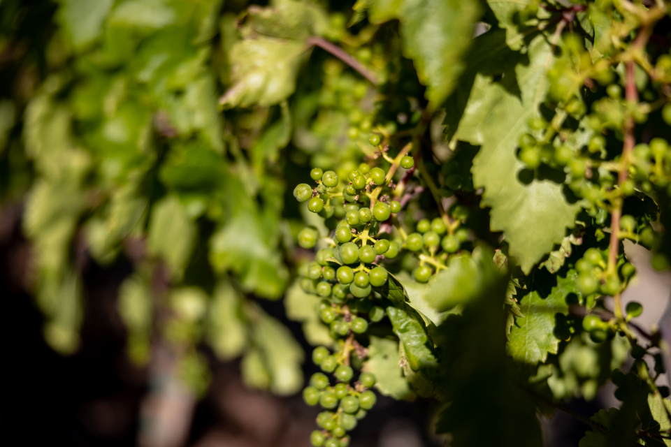 Grapes Close Up