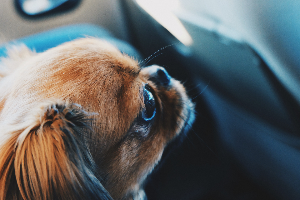 Animal Dog