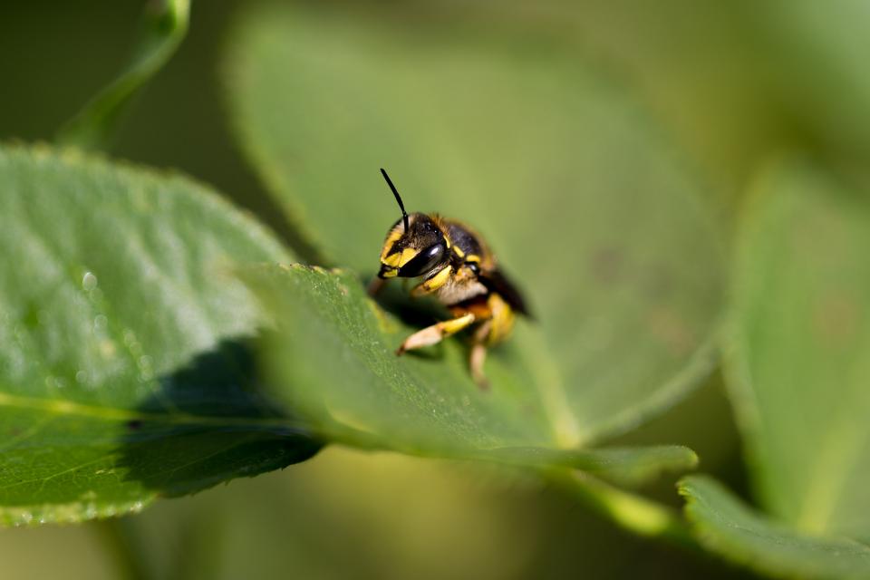 Bee Insect