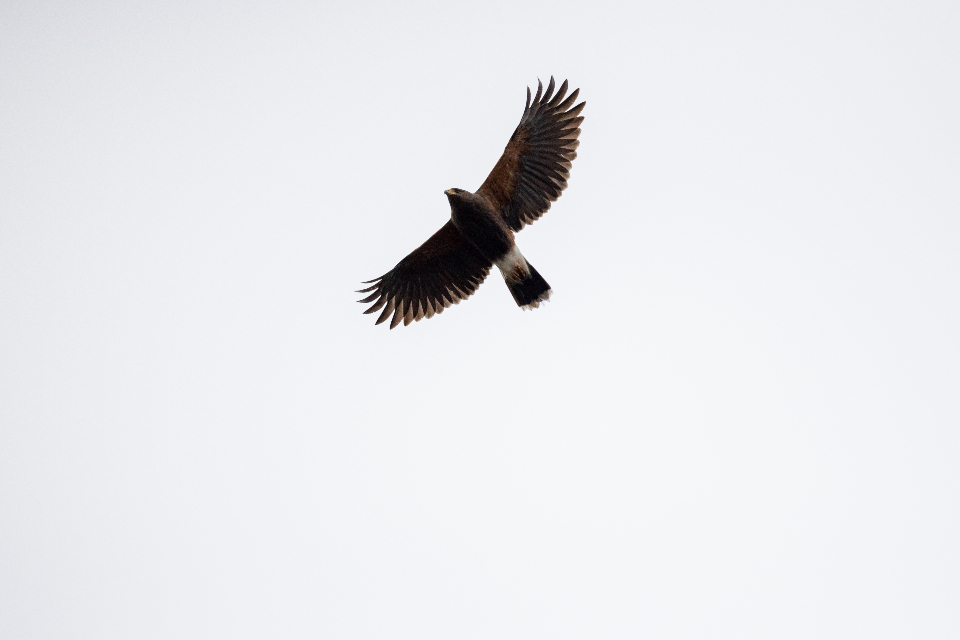 Bird Flying
