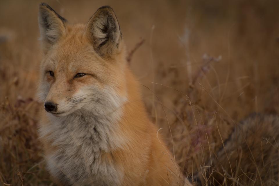 Brown Fox