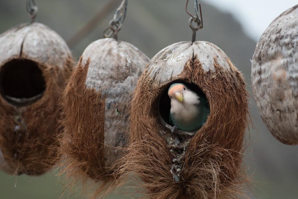 Birds Fly