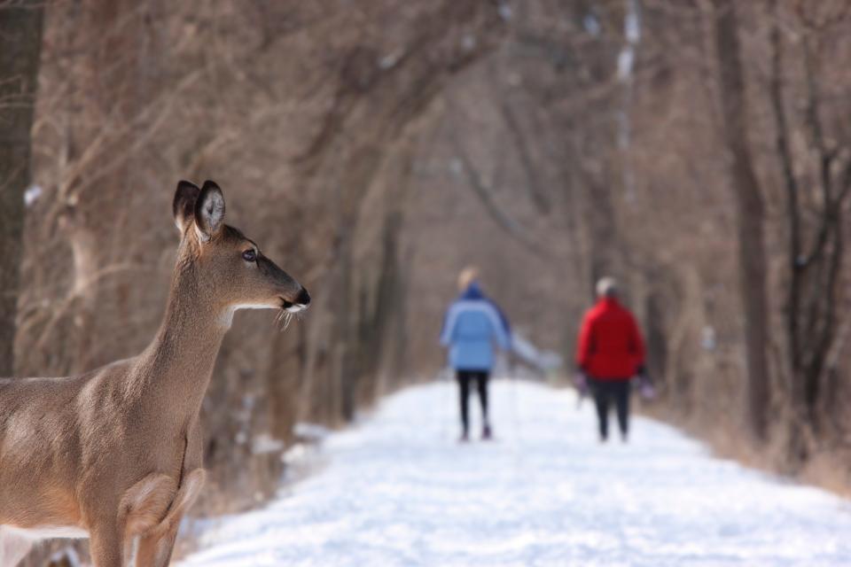 Snow Winter