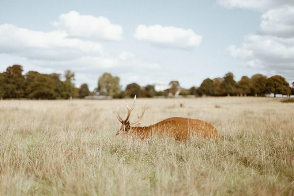 Deer Wildlife