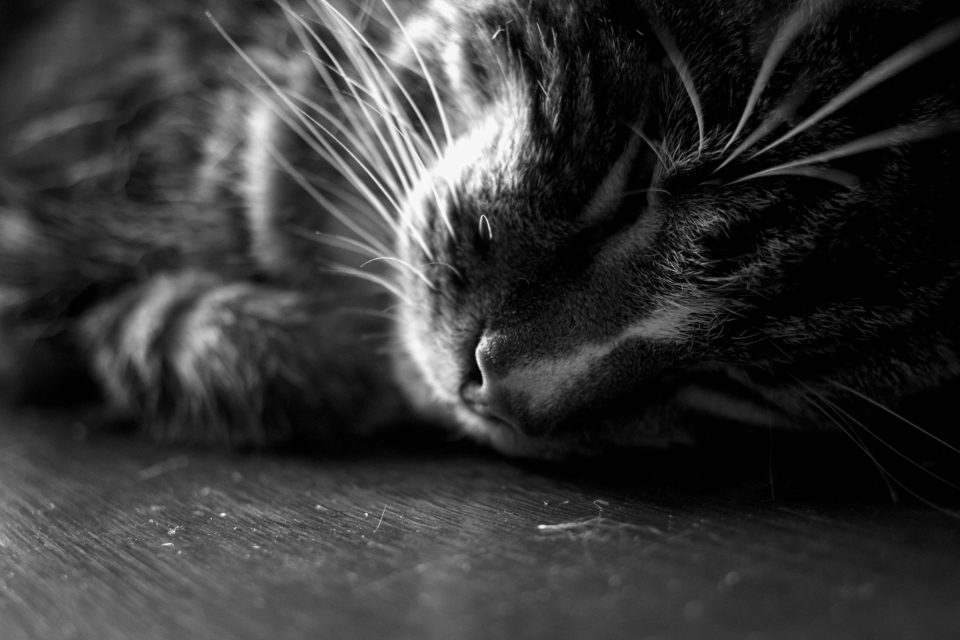 Cat Kitten
