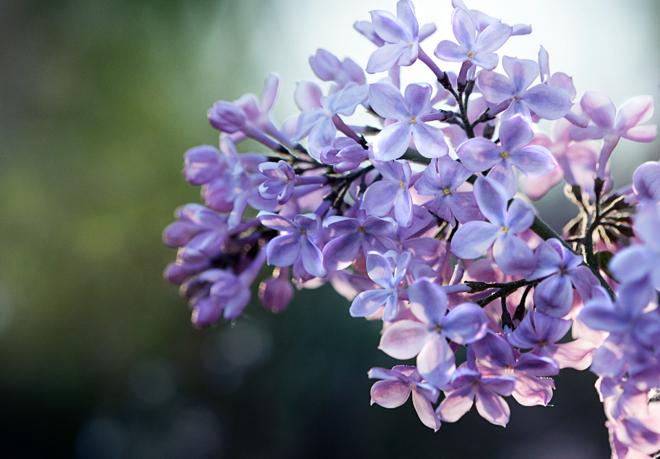 Flower Background