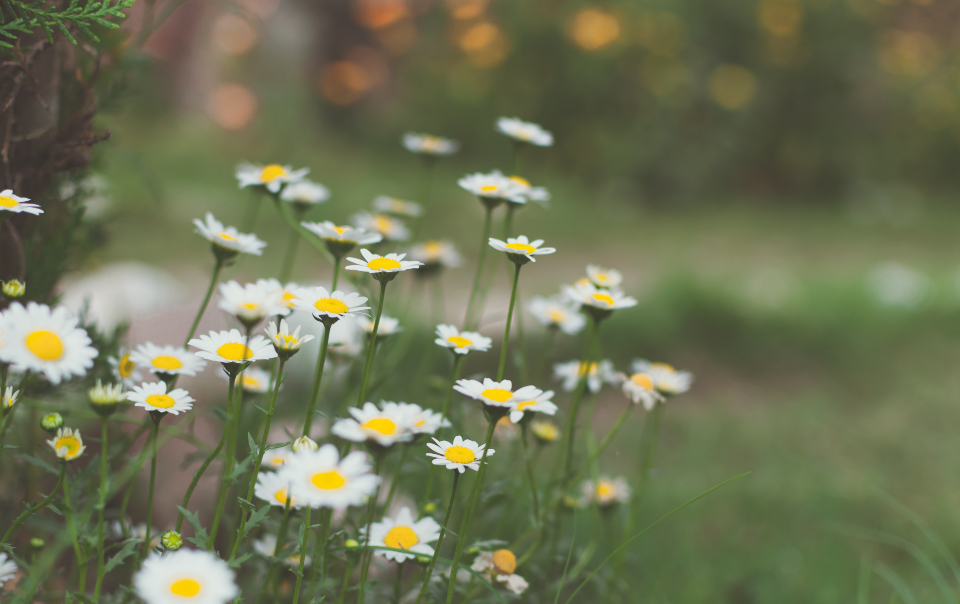 Daisy Grass